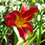 Hemerocallis Realms of Glory